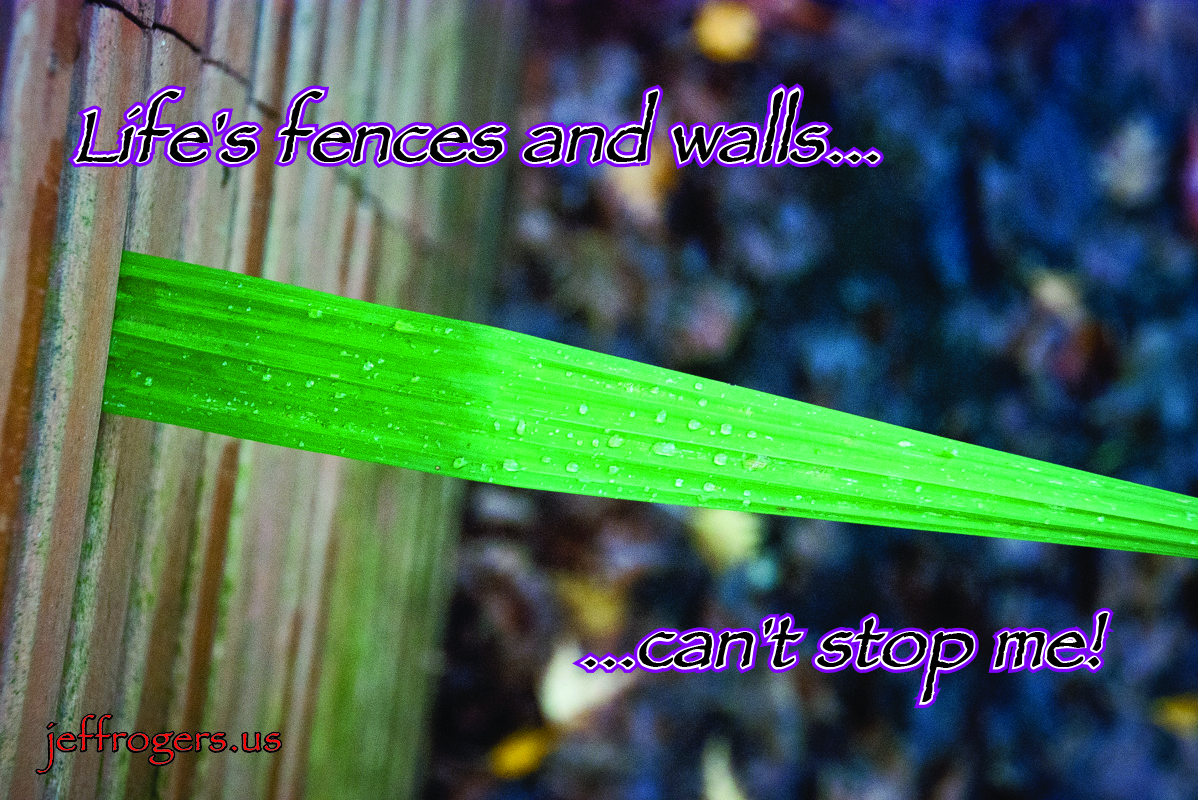 Plant growing through fence. Life's fences and walls can't stop me!